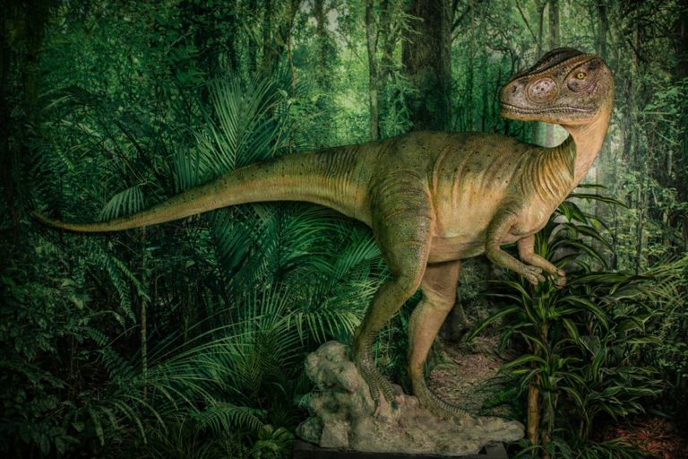 Exposición Fósiles de dinosaurio en Museo Vida y Obra de Jesucristo